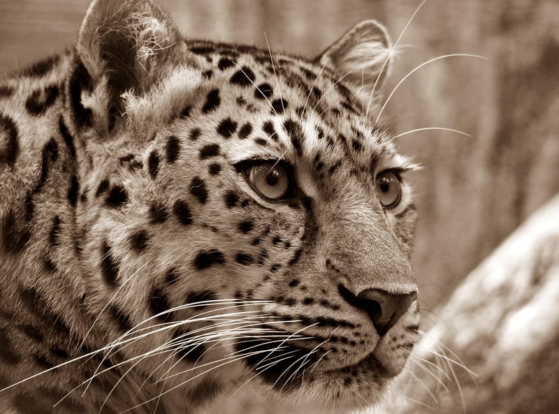 Animal Print